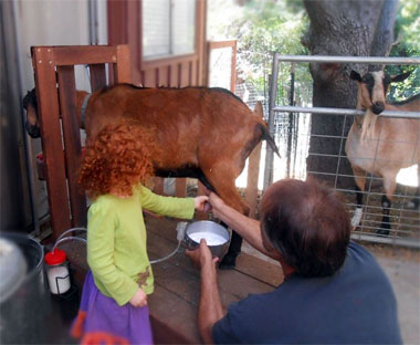 Milking a goat!